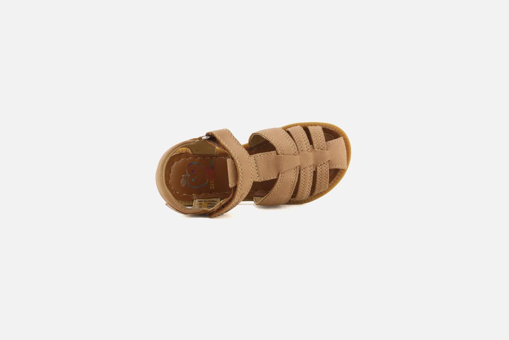 SOLAR TONTON NEW CAMEL