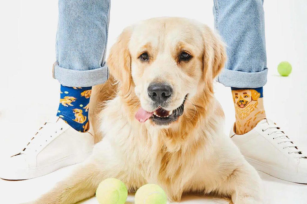 SOCKS GOLDEN BOY